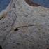 Zkamenělý život - brachiospin žraloka
